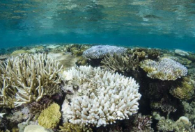 Scientists just discovered yet another coral reef devastated by global warming